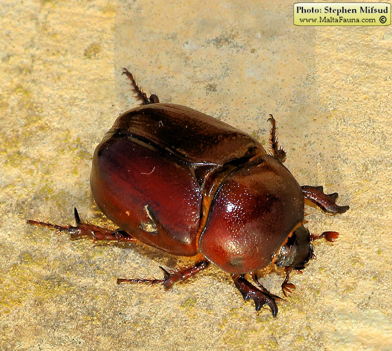 Phyllognathus excavatus (Scarab beetle). This page is part of www.MaltaWildPlants.com website by Stephen Mifsud, Malta
