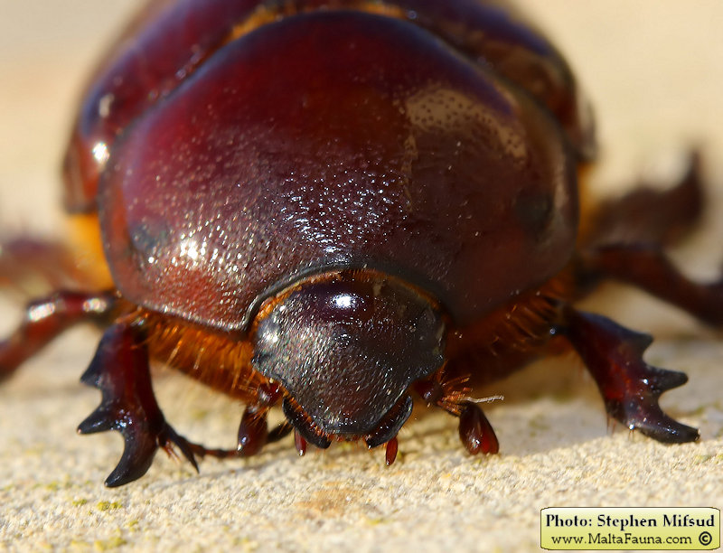 Phyllognathus excavatus (Scarab beetle). This page is part of www.MaltaWildPlants.com website by Stephen Mifsud, Malta