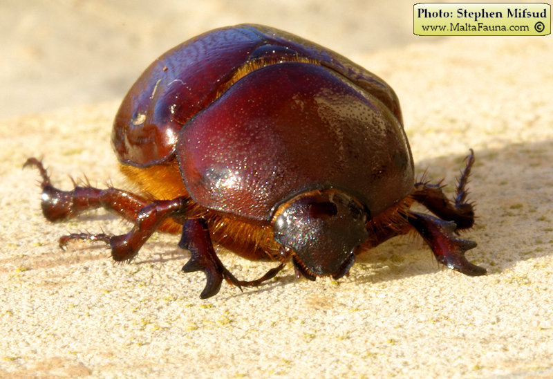 Phyllognathus excavatus (Scarab beetle). This page is part of www.MaltaWildPlants.com website by Stephen Mifsud, Malta