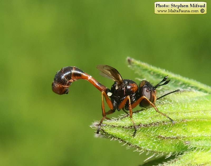 Physocephala vittata (Thick-headed Fly). This page is part of www.MaltaWildPlants.com website by Stephen Mifsud, Malta
