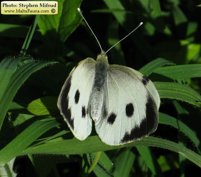 Pieris brassicae (Large Cabbage White). This page is part of www.MaltaWildPlants.com website by Stephen Mifsud, Malta