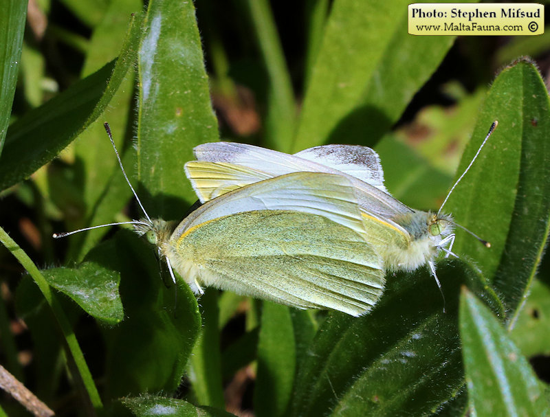 Pieris rapae (Small Cabbage White). This page is part of www.MaltaWildPlants.com website by Stephen Mifsud, Malta