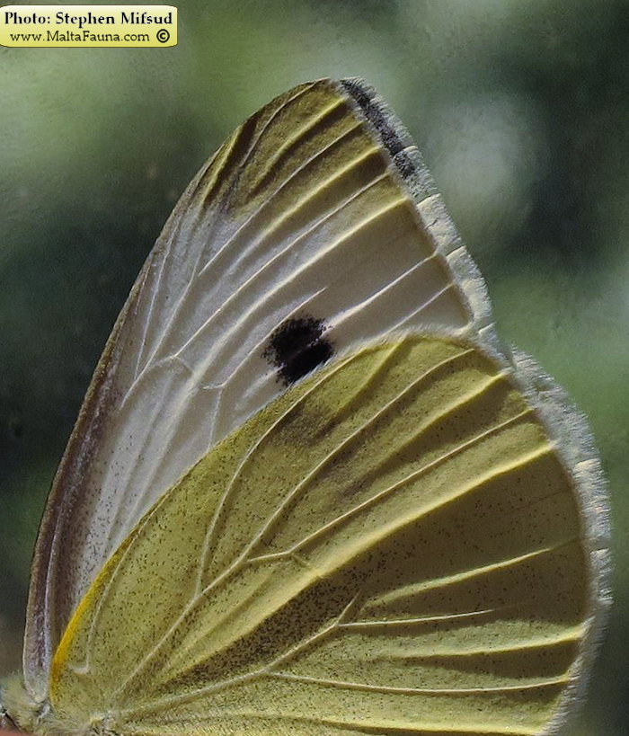 Pieris rapae (Small Cabbage White). This page is part of www.MaltaWildPlants.com website by Stephen Mifsud, Malta