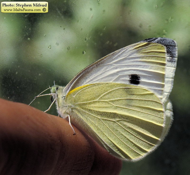 Pieris rapae (Small Cabbage White). This page is part of www.MaltaWildPlants.com website by Stephen Mifsud, Malta
