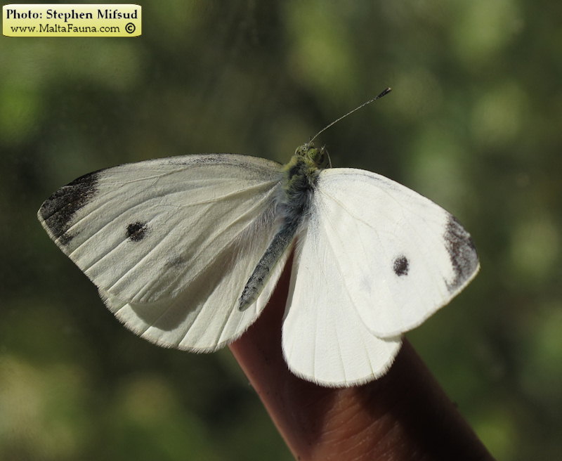 Pieris rapae (Small Cabbage White). This page is part of www.MaltaWildPlants.com website by Stephen Mifsud, Malta