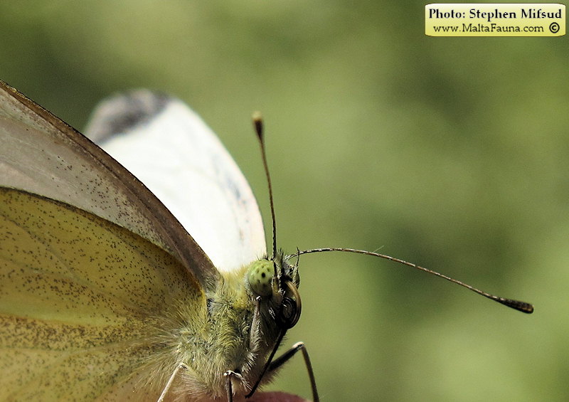 Pieris rapae (Small Cabbage White). This page is part of www.MaltaWildPlants.com website by Stephen Mifsud, Malta