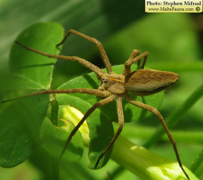 Pisaura mirabilis (Nursery Web Spider). This page is part of www.MaltaWildPlants.com website by Stephen Mifsud, Malta