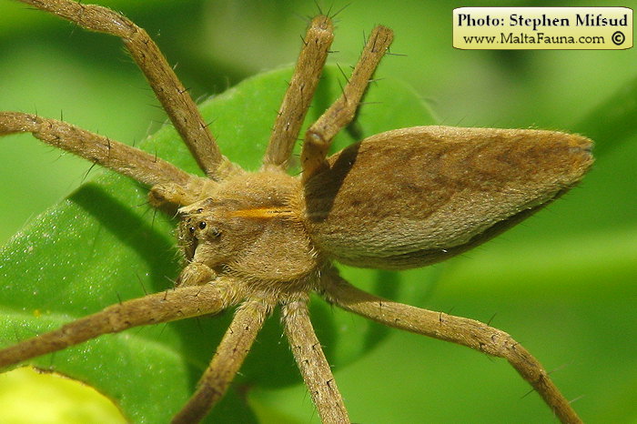 Pisaura mirabilis (Nursery Web Spider). This page is part of www.MaltaWildPlants.com website by Stephen Mifsud, Malta