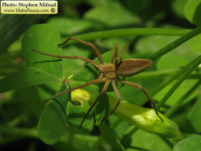 Pisaura mirabilis (Nursery Web Spider). This page is part of www.MaltaWildPlants.com website by Stephen Mifsud, Malta