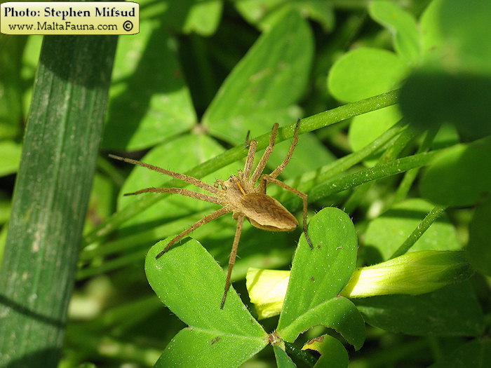 Pisaura mirabilis (Nursery Web Spider). This page is part of www.MaltaWildPlants.com website by Stephen Mifsud, Malta