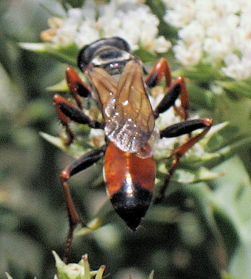 Podalonia tydei (Sand Wasp). This page is part of www.MaltaWildPlants.com website by Stephen Mifsud, Malta