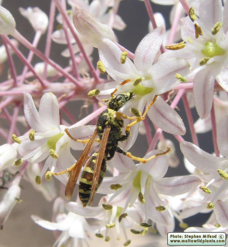 Polistes gallicus (Large Paper Wasp). This page is part of www.MaltaWildPlants.com website by Stephen Mifsud, Malta