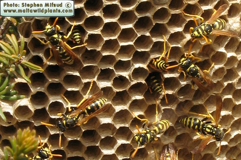 Polistes gallicus (Large Paper Wasp). This page is part of www.MaltaWildPlants.com website by Stephen Mifsud, Malta