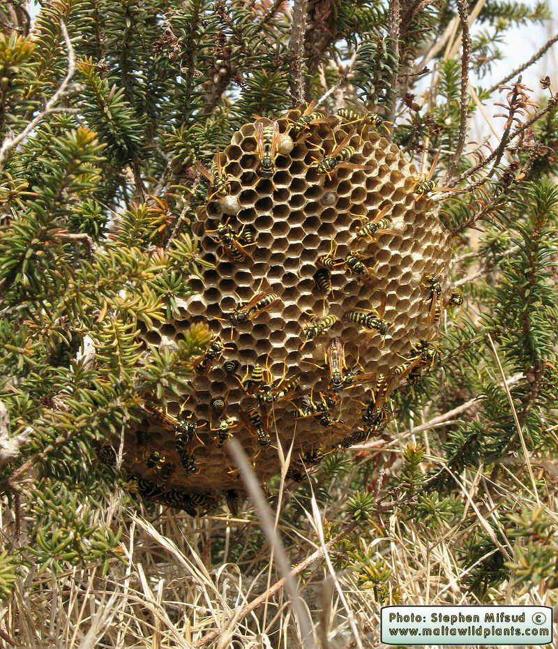Polistes gallicus (Large Paper Wasp). This page is part of www.MaltaWildPlants.com website by Stephen Mifsud, Malta