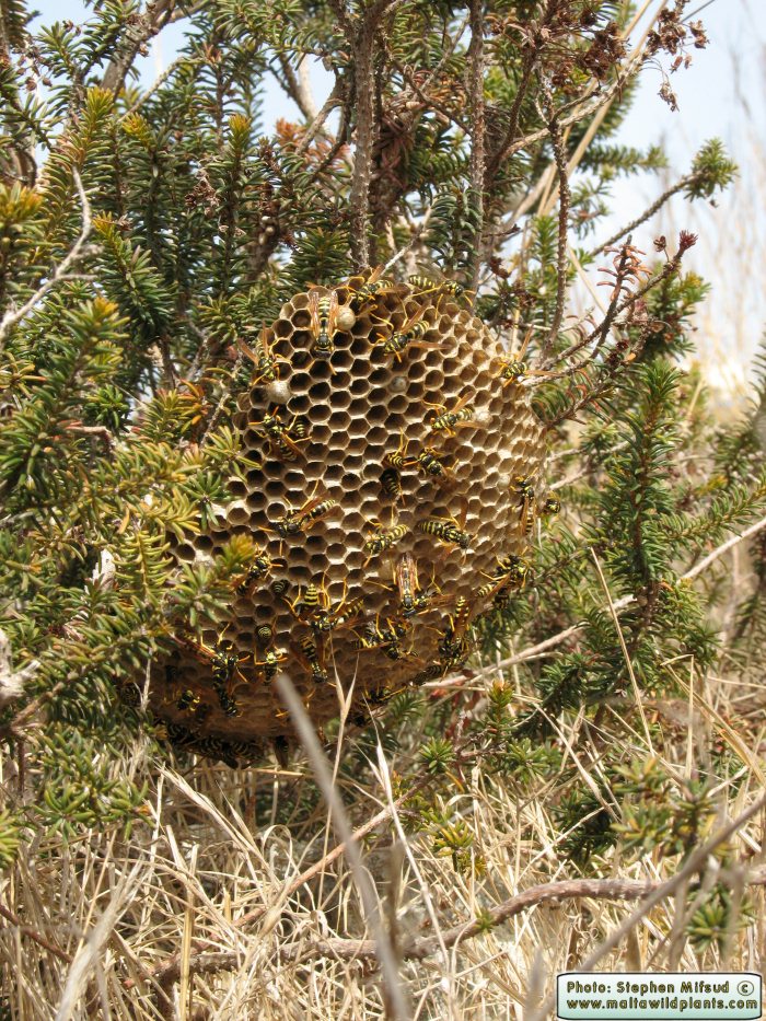 Polistes gallicus (Large Paper Wasp). This page is part of www.MaltaWildPlants.com website by Stephen Mifsud, Malta
