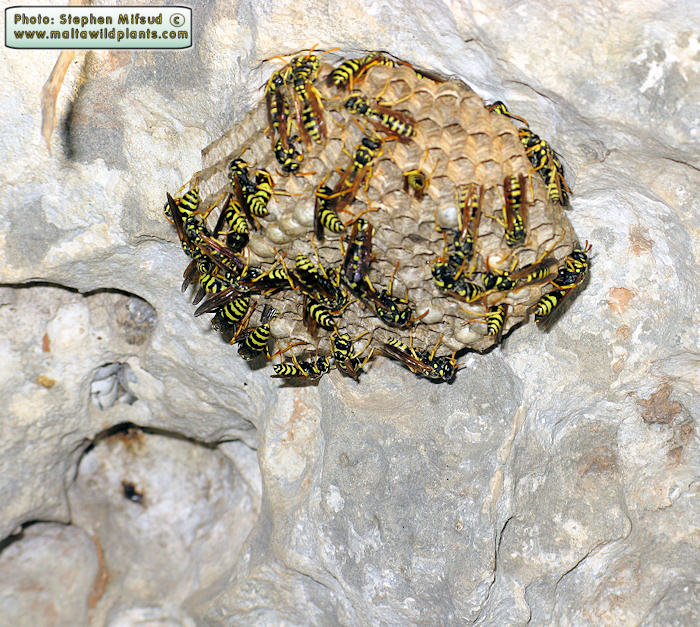 Polistes gallicus (Large Paper Wasp). This page is part of www.MaltaWildPlants.com website by Stephen Mifsud, Malta