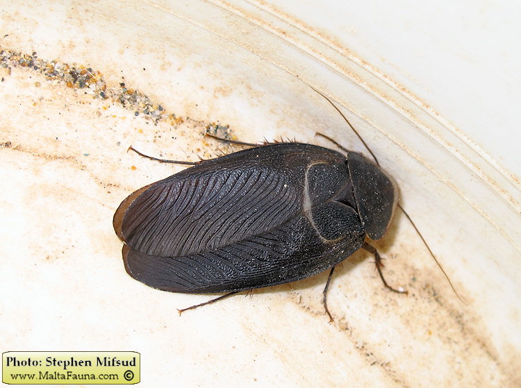 Polyphaga aegyptiaca (Egyptian Sand Roach). This page is part of www.MaltaWildPlants.com website by Stephen Mifsud, Malta