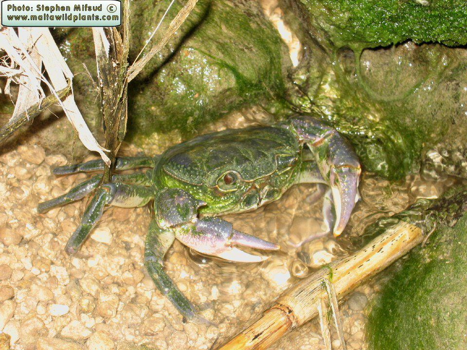 Potamon fluviatile lanfrancoi (Maltese Fresh Water Crab). This page is part of www.MaltaWildPlants.com website by Stephen Mifsud, Malta