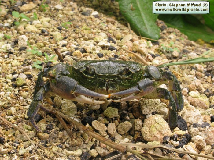Potamon fluviatile lanfrancoi (Maltese Fresh Water Crab). This page is part of www.MaltaWildPlants.com website by Stephen Mifsud, Malta