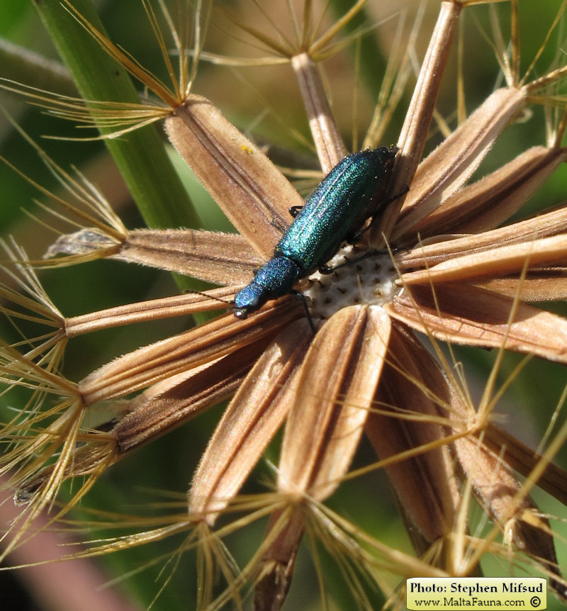 Psilothrix viridicoerulea (Soft-winged flower beetle). This page is part of www.MaltaWildPlants.com website by Stephen Mifsud, Malta