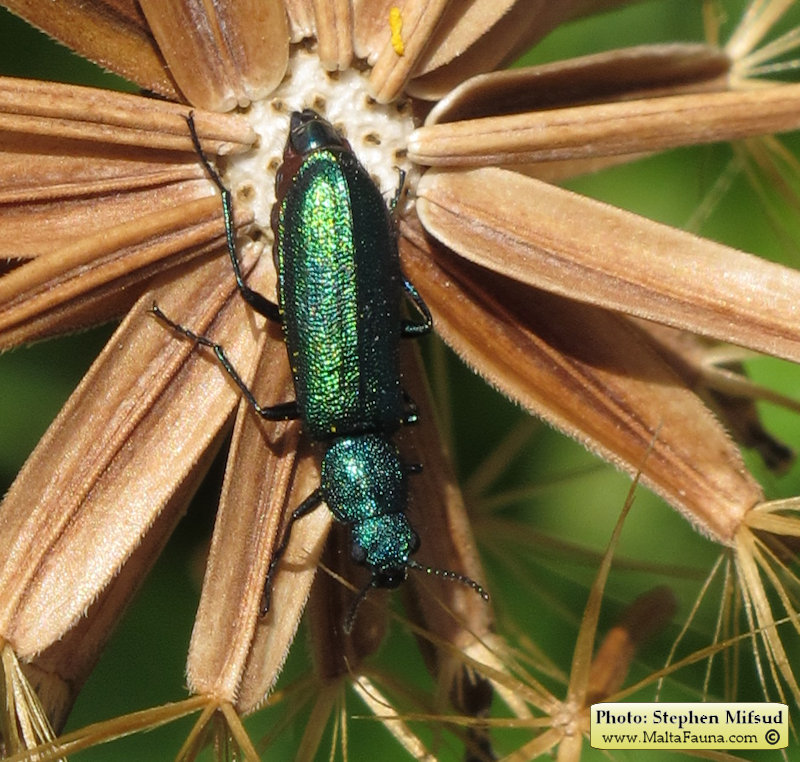 Psilothrix viridicoerulea (Soft-winged flower beetle). This page is part of www.MaltaWildPlants.com website by Stephen Mifsud, Malta