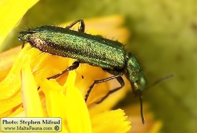 Psilothrix viridicoerulea (Soft-winged flower beetle). This page is part of www.MaltaWildPlants.com website by Stephen Mifsud, Malta