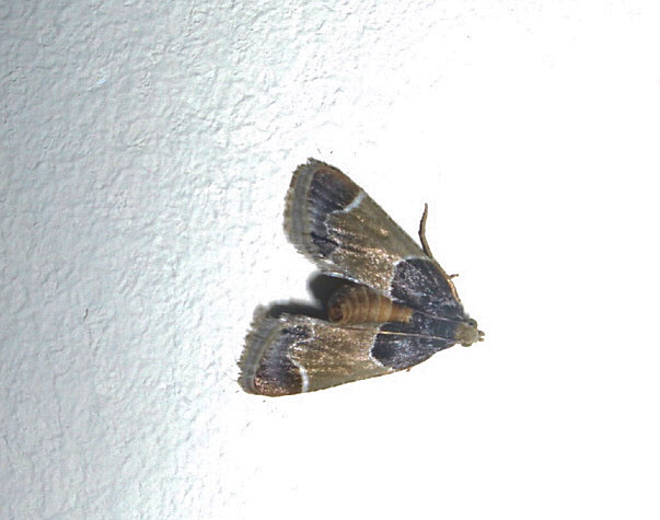 Pyralis farinalis (Meal Moth). This page is part of www.MaltaWildPlants.com website by Stephen Mifsud, Malta