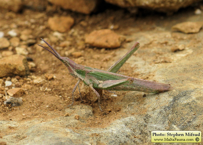 Pyrgomorpha conica (Conical gaudy grasshopper). This page is part of www.MaltaWildPlants.com website by Stephen Mifsud, Malta