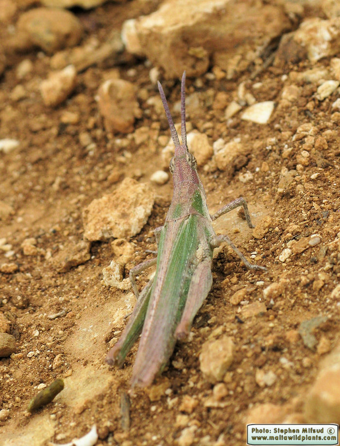 Pyrgomorpha conica (Conical gaudy grasshopper). This page is part of www.MaltaWildPlants.com website by Stephen Mifsud, Malta