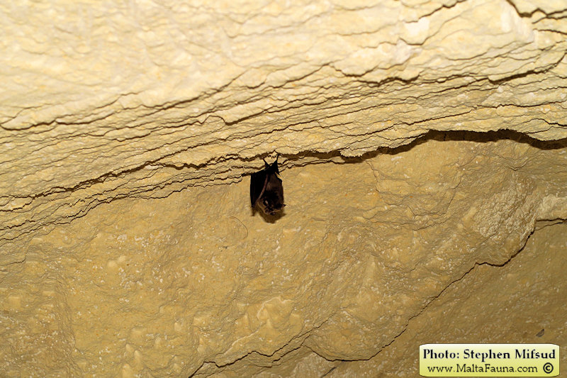 Rhinolophus_hipposideros (Lesser horseshoe bat). This page is part of www.MaltaWildPlants.com website by Stephen Mifsud, Malta