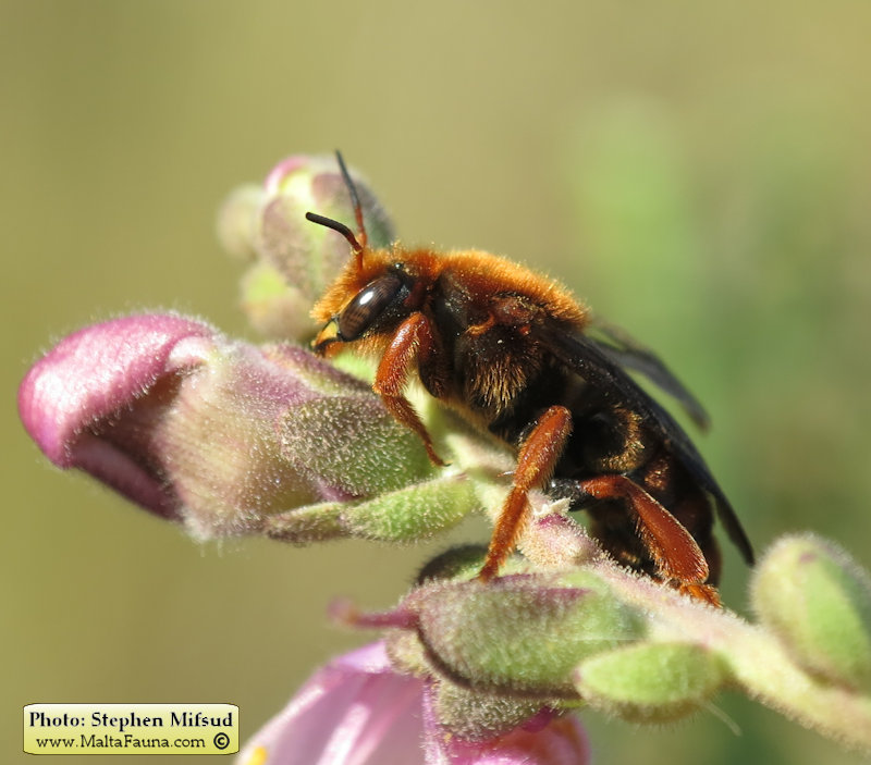 Rhodanthidium siculum (Sicilian Snail-Shell Bee). This page is part of www.MaltaWildPlants.com website by Stephen Mifsud, Malta