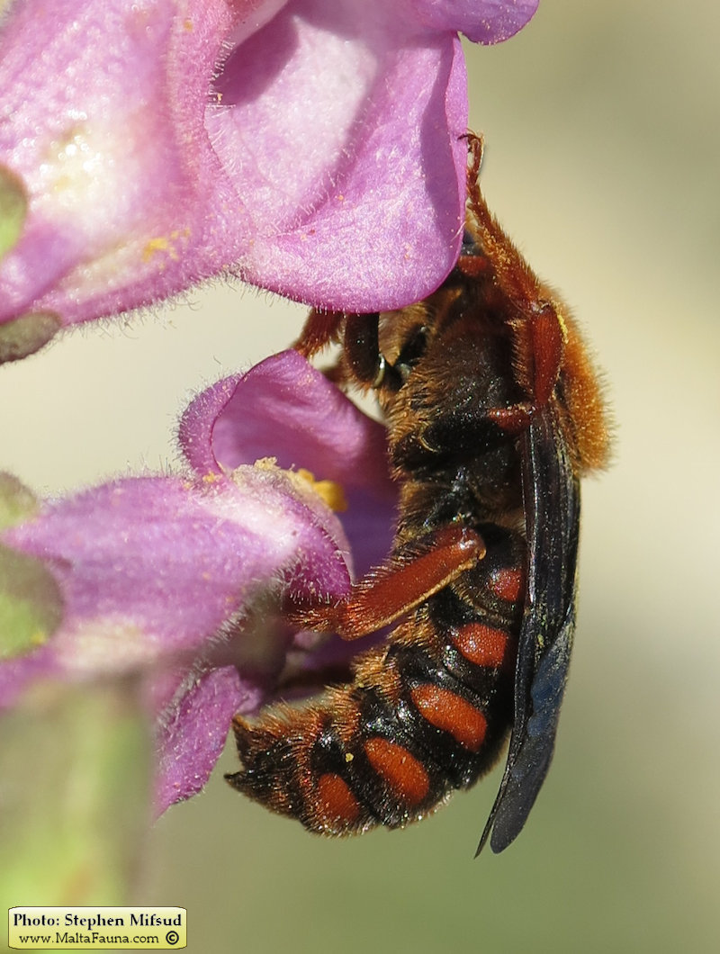 Rhodanthidium siculum (Sicilian Snail-Shell Bee). This page is part of www.MaltaWildPlants.com website by Stephen Mifsud, Malta