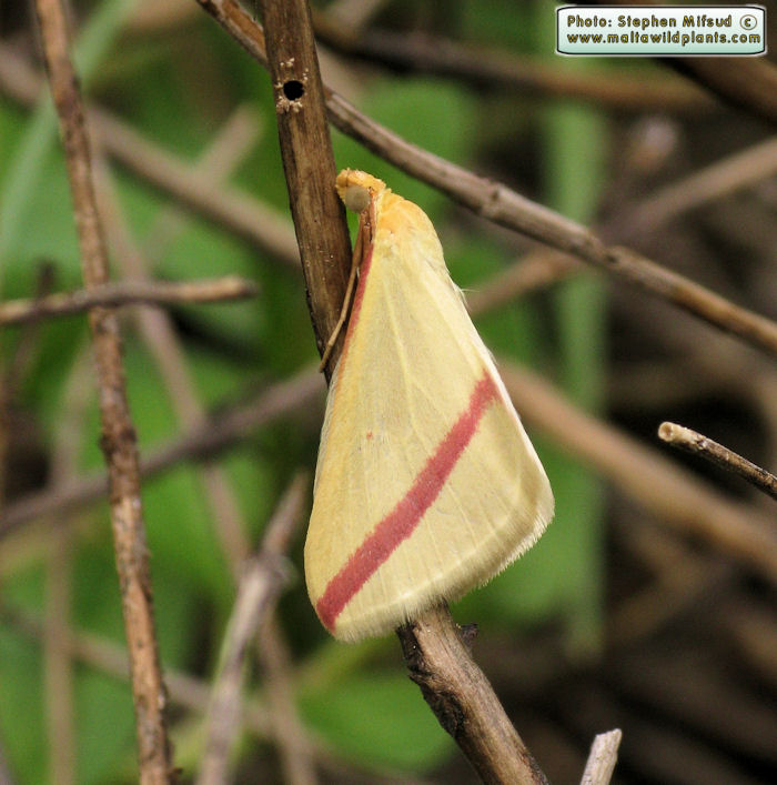 Rhodometra sacraria (Vestal). This page is part of www.MaltaWildPlants.com website by Stephen Mifsud, Malta