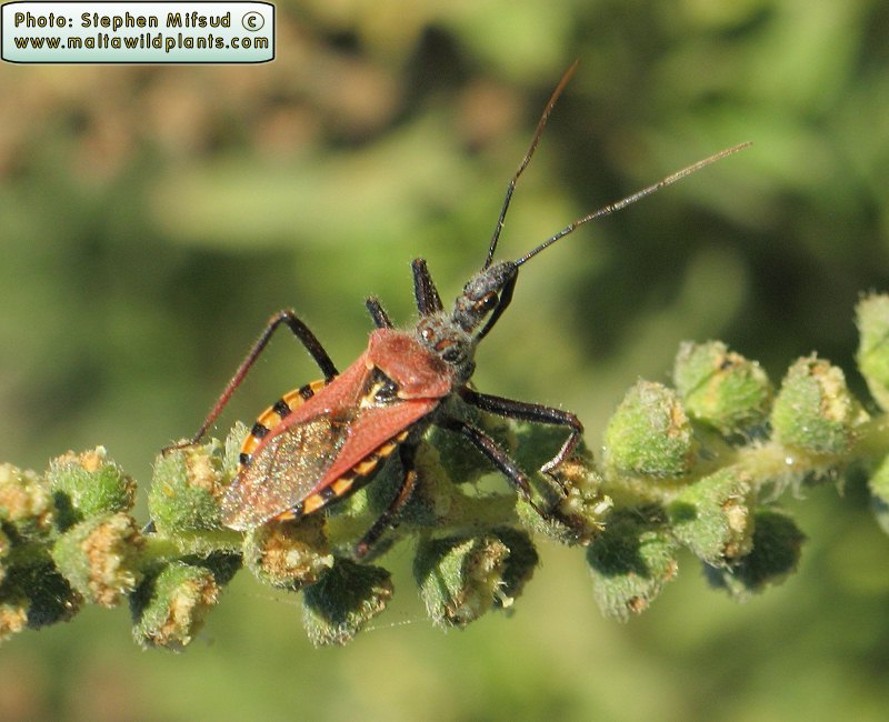 Rhynocoris erythropus (Assassin bug). This page is part of www.MaltaWildPlants.com website by Stephen Mifsud, Malta
