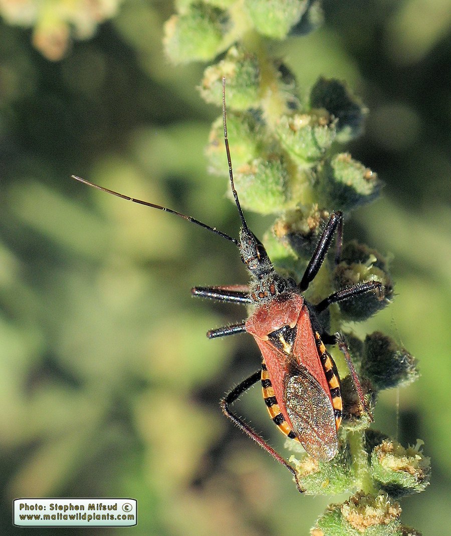 Rhynocoris erythropus (Assassin bug). This page is part of www.MaltaWildPlants.com website by Stephen Mifsud, Malta