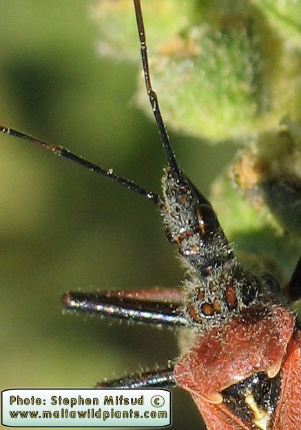Rhynocoris erythropus (Assassin bug). This page is part of www.MaltaWildPlants.com website by Stephen Mifsud, Malta