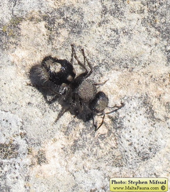 Ronisia barbara (Wild Spider Ant). This page is part of www.MaltaWildPlants.com website by Stephen Mifsud, Malta