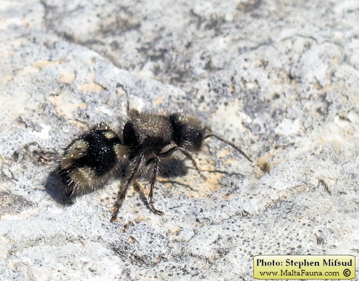 Ronisia barbara (Wild Spider Ant). This page is part of www.MaltaWildPlants.com website by Stephen Mifsud, Malta