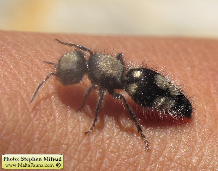 Ronisia barbara (Wild Spider Ant). This page is part of www.MaltaWildPlants.com website by Stephen Mifsud, Malta
