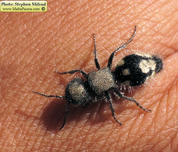 Ronisia barbara (Wild Spider Ant). This page is part of www.MaltaWildPlants.com website by Stephen Mifsud, Malta
