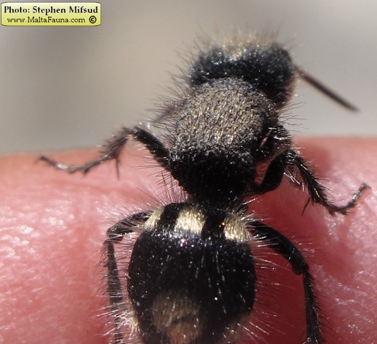 Ronisia barbara (Wild Spider Ant). This page is part of www.MaltaWildPlants.com website by Stephen Mifsud, Malta