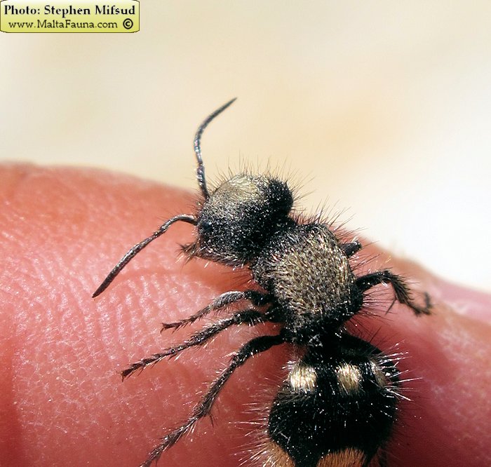 Ronisia barbara (Wild Spider Ant). This page is part of www.MaltaWildPlants.com website by Stephen Mifsud, Malta
