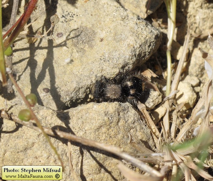 Ronisia barbara (Wild Spider Ant). This page is part of www.MaltaWildPlants.com website by Stephen Mifsud, Malta