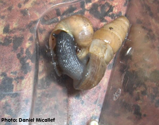 Rumina decollata (Decollate Snail). This page is part of www.MaltaWildPlants.com website by Stephen Mifsud, Malta
