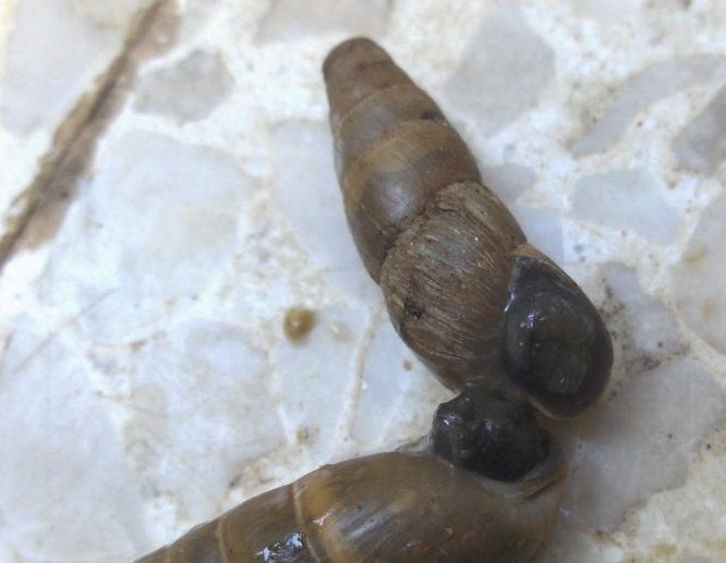 Rumina decollata (Decollate Snail). This page is part of www.MaltaWildPlants.com website by Stephen Mifsud, Malta