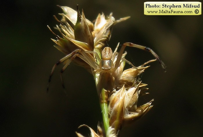 Runcinia grammica (English name not known). This page is part of www.MaltaWildPlants.com website by Stephen Mifsud, Malta