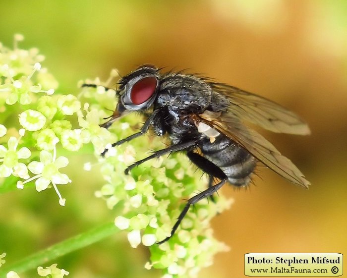 Sarcophaga carnaria (Common flesh fly). This page is part of www.MaltaWildPlants.com website by Stephen Mifsud, Malta