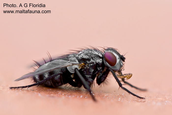 Sarcophaga carnaria (Common flesh fly). This page is part of www.MaltaWildPlants.com website by Stephen Mifsud, Malta