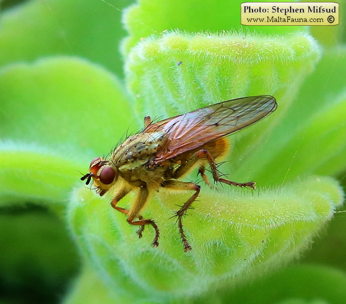 Scathophaga stercoraria (Yellow Dung Fly). This page is part of www.MaltaWildPlants.com website by Stephen Mifsud, Malta