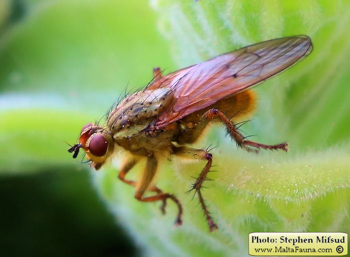 Scathophaga stercoraria (Yellow Dung Fly). This page is part of www.MaltaWildPlants.com website by Stephen Mifsud, Malta